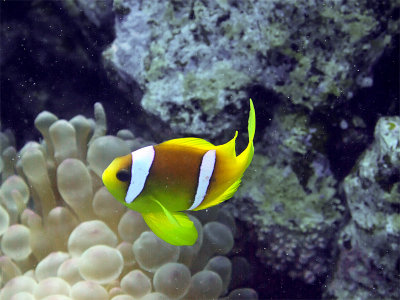 Anemone Fish 01