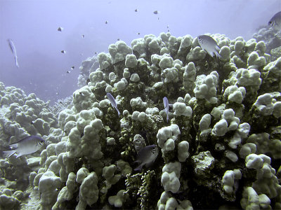 Damsel Fish Around Coral