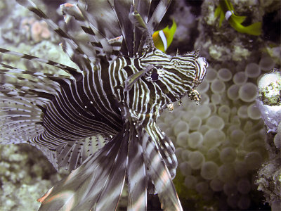 Hunting Lionfish 03