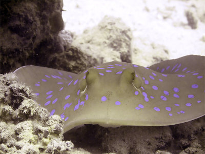 Blue Spotted Ray 02