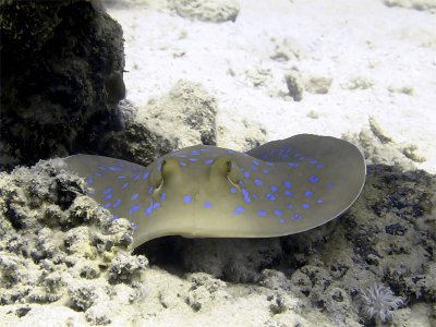 Blue Spotted Ray 03
