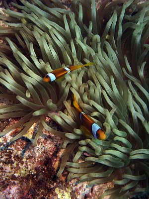 Anemone Fish in Anemone 11