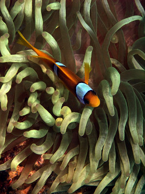 Anemone Fish in Anemone 12