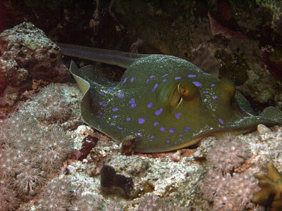 Blue Spotted Ray 14