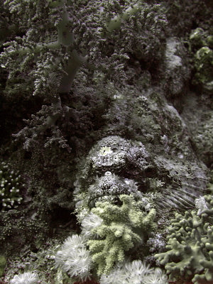 Camouflaged Scorpian Fish 01