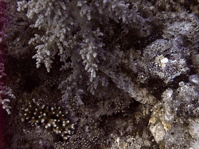 Camouflaged Scorpian Fish 02