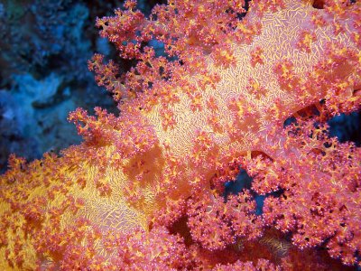 Close up of Pink  Yellow Coral