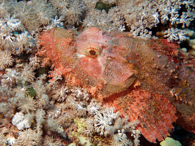 Pink Scorpian Fish