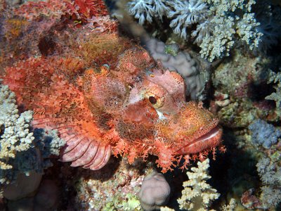 Elphinstone Reef