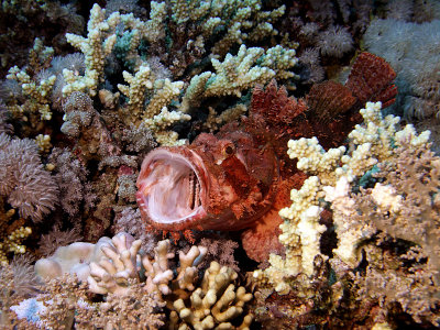 Red Scorpian Fish With Mouth Open