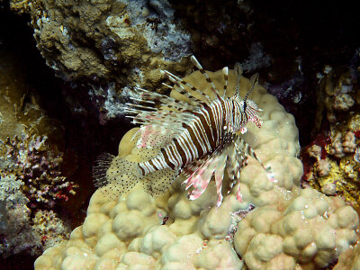 Resting Lionfish