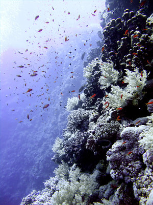 Anthias on a Wall 01