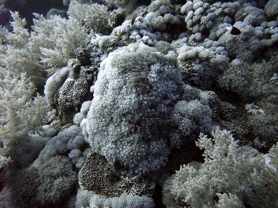 Covered in Coral