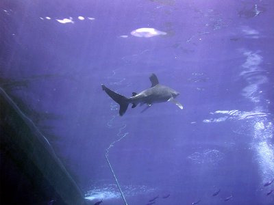 Oceanic Whitetip 06