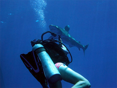 Photographing an Oceanic Whitetip 01