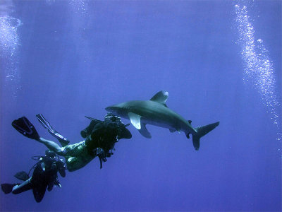 Photographing an Oceanic Whitetip 02