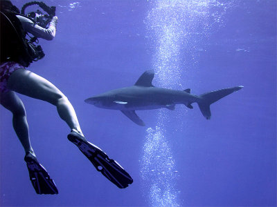 Photographing an Oceanic Whitetip 04