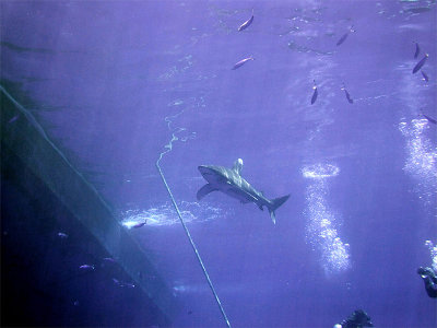 Photographing an Oceanic Whitetip 05