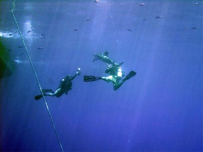 Photographing an Oceanic Whitetip 06