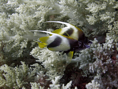 Bannerfish Side by Side