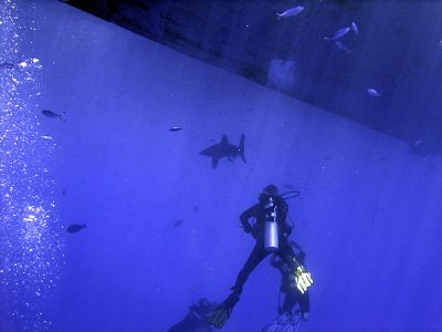 Photographing an Oceanic Whitetip 09