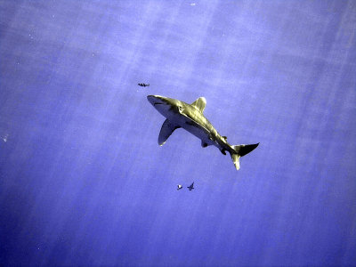 Oceanic Whitetip 10