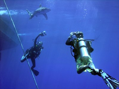 Photographing an Oceanic Whitetip 10