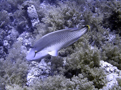 Napoleon Wrasse 02