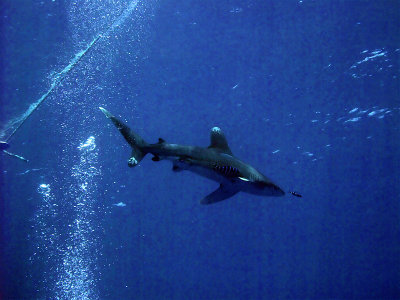 Oceanic Whitetip 11