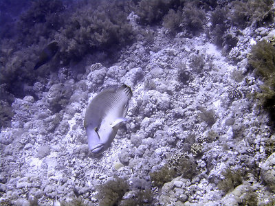 Napoleon Wrasse 03