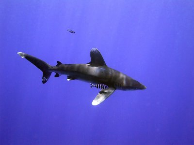 Oceanic Whitetip 14