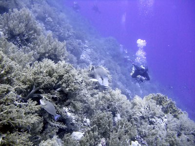 Photographing a Napoleon Wrasse 01