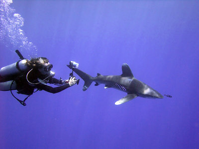 Photographing an Oceanic Whitetip 12