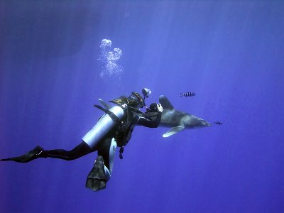 Photographing an Oceanic Whitetip 13