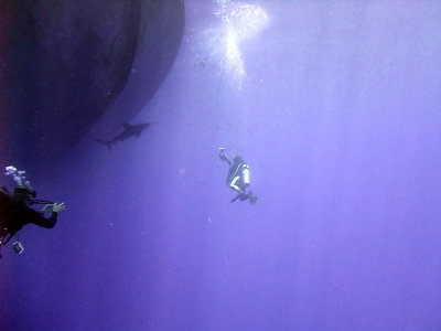 Photographing an Oceanic Whitetip 14