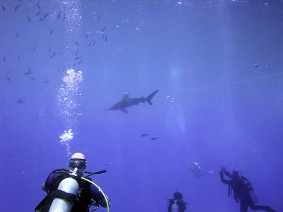 Photographing an Oceanic Whitetip 16