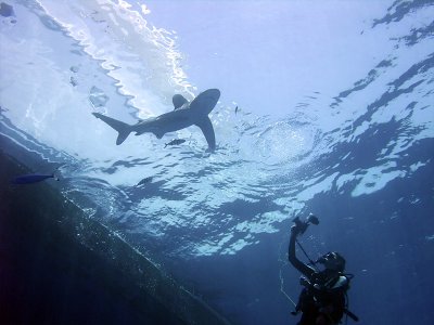 Photographing an Oceanic Whitetip 17