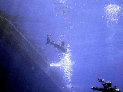 Photographing an Oceanic Whitetip 20
