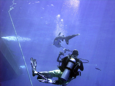 Photographing an Oceanic Whitetip 23