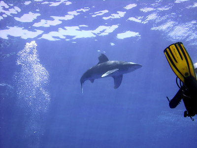 Watching the Oceanic Whitetip 02