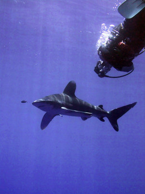 Watching the Oceanic Whitetip 08