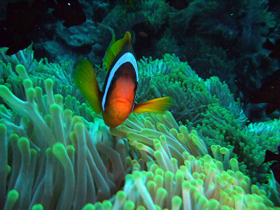 Anemone Fish in Anemone 02
