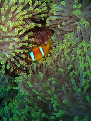 Anemone Fish in Anemone 03