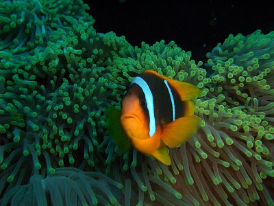Anemone Fish in Anemone 08