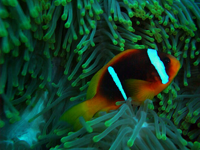 Anemone Fish in Anemone 09