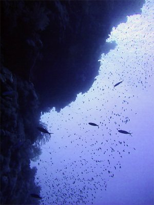 Diving the Wall at Daedalus 06