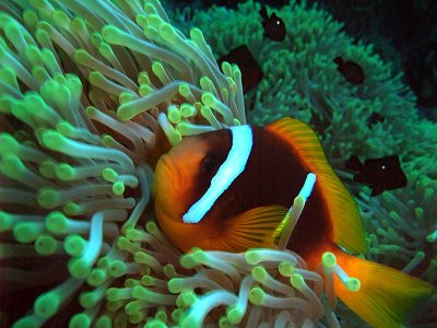 Domino Damselfish  Anemone Fish in Anemone 08