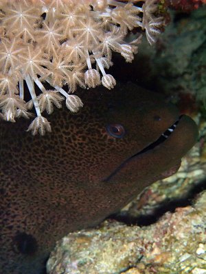 Moray Eel Under Soft Coral 01