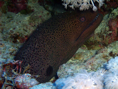 Moray Eel Under Soft Coral 03
