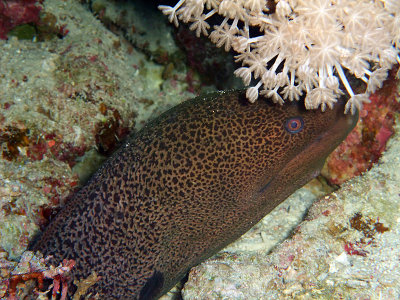 Moray Eel Under Soft Coral 04